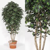FICUS LUXE MEDIUM (64) - ALTO FUSTO-Alberi artificiali tronco naturale, piante semi naturali, Ficus Benjamin artificiale