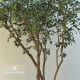 FICUS ELEGANCE BOSCO GIANT