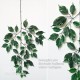 FICUS ELEGANCE (44) - ALTO FUSTO